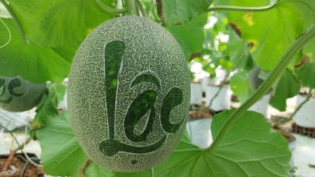 Dưa lưới khắc chữ của anh Duy có giá bán tại vườn từ 350.000 - 400.000 đồng/cặp và hầu hết đã được khách đặt mua từ trước. Ảnh: Dân Việt