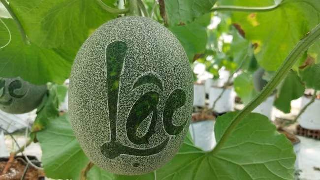 Dưa lưới khắc chữ của anh Duy có giá bán tại vườn từ 350.000 - 400.000 đồng/cặp và hầu hết đã được khách đặt mua từ trước. Ảnh: Dân Việt