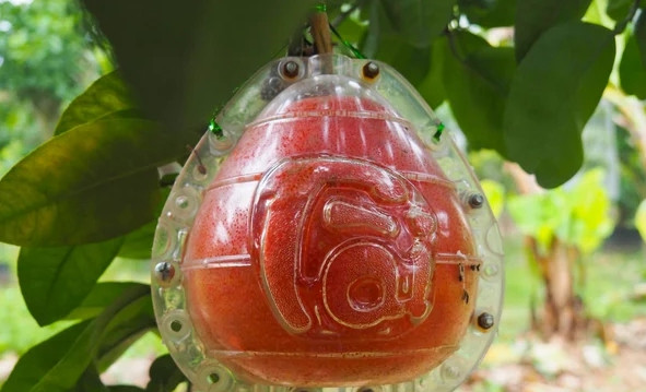 Những trái bưởi đỏ tạo hình chữ tài lộc có giá từ 250.000 - 350.000 đồng/quả do người trồng phải tạo hình kỳ công, khéo léo. Ảnh: Taichinhdoanhnghiep