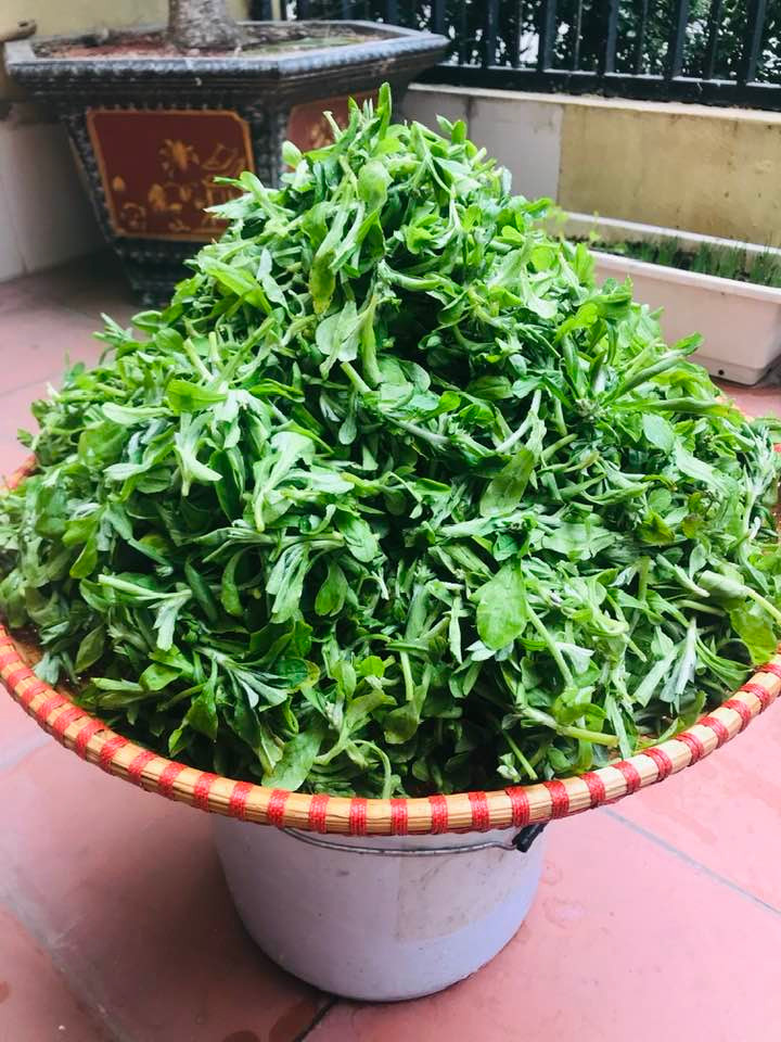 Trên các sàn thương mại điện tử, rau khúc được bán ở dạng trữ đông, đóng gói hút chân không, 100gr lá khúc giá từ 45.000 - 50.000 đồng, tương đương 500.000 đồng/kg. Ảnh: Facebook