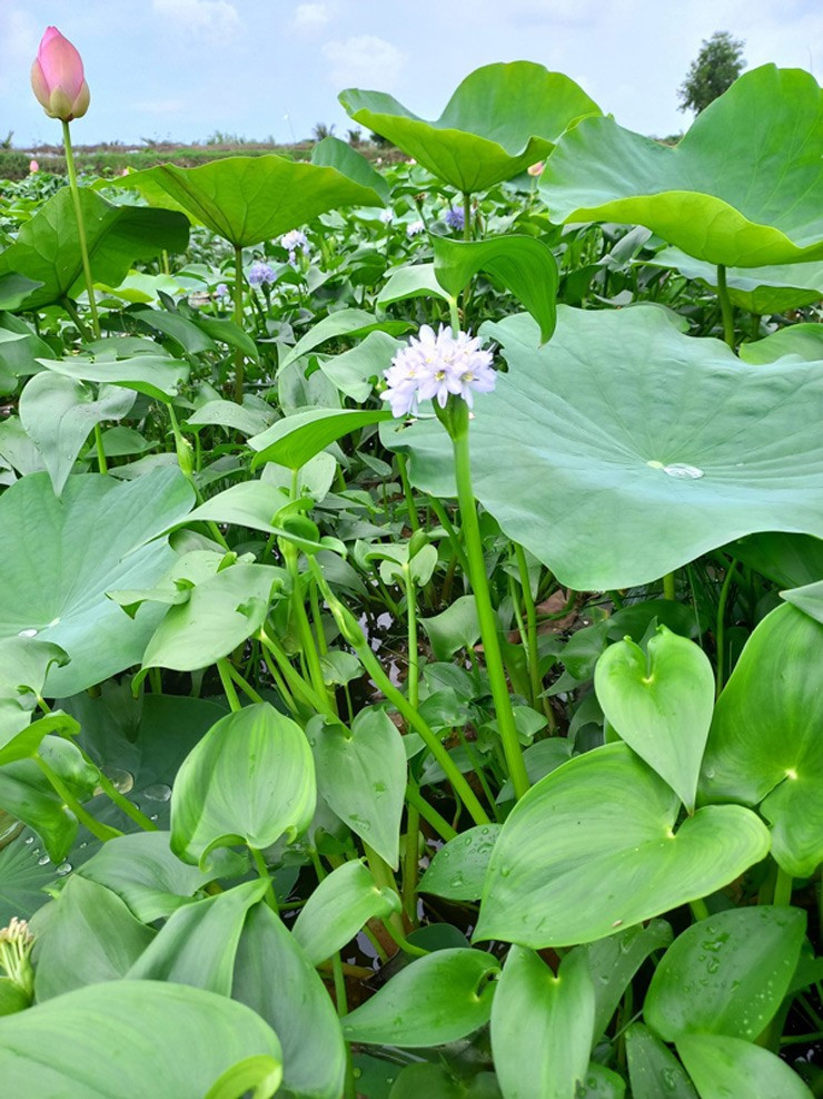 Rau chốc là thực vật có hoa thuộc họ lục bình. Đây là loại rau dại mọc trên ruộng nước ngọt trũng thấp. Ảnh: Internet