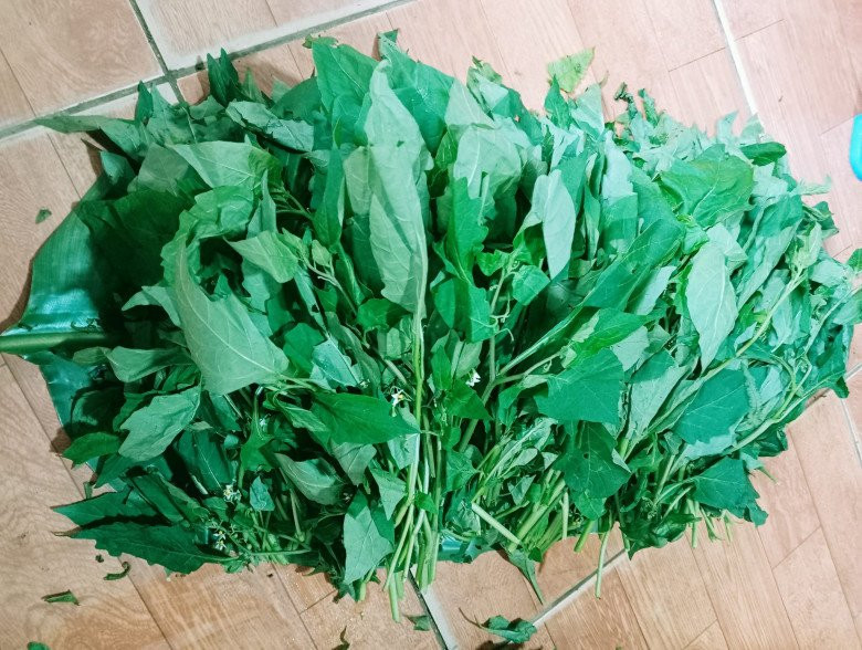 Nhưng tại một số chợ truyền thống ở Hà Nội hay chợ mạng và sàn thương mại điện tử, nhiều địa chỉ rao bán rau tầm bóp với giá 85.000 đồng/kg. Ảnh: Facebook