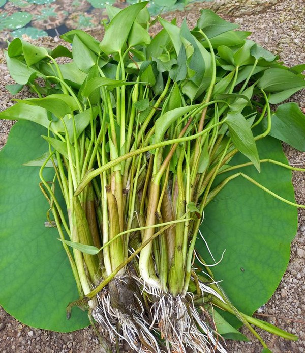 Xưa kia, rau chốc là món ăn dân dã của bà con miền Tây. Nếu ăn không hết, nhiều người còn hái cho lợn ăn. Ảnh: Internet