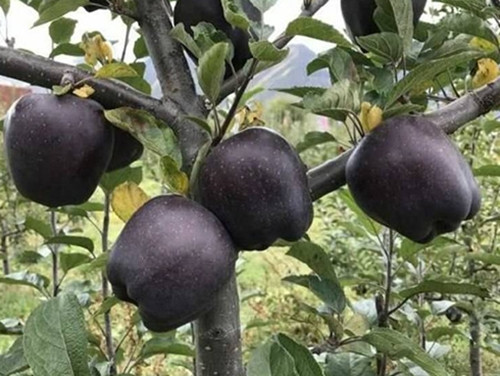 Táo “kim cương đen” chỉ có sẵn trong một vài tháng mỗi năm và được trồng với số lượng rất hạn chế. Giá trung bình của một quả táo “kim cương đen” khoảng 7 đô la (165 nghìn VNĐ), một số quả có thể lên tới 20 đô la (470 nghìn VNĐ).