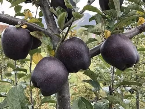 Táo “kim cương đen” chỉ có sẵn trong một vài tháng mỗi năm và được trồng với số lượng rất hạn chế. Giá trung bình của một quả táo “kim cương đen” khoảng 7 đô la (165 nghìn VNĐ), một số quả có thể lên tới 20 đô la (470 nghìn VNĐ).