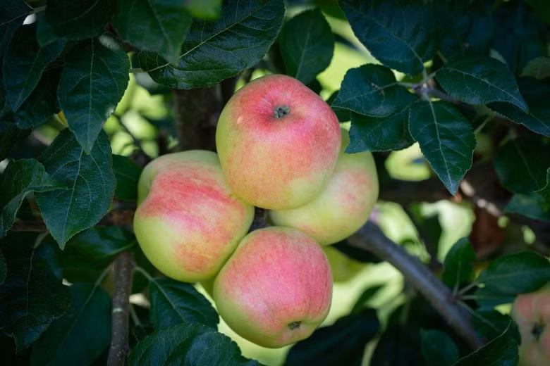 Táo đỏ Bardsey là loại táo màu hồng có kích thước trung bình, ngọt và mọng nước, mùi chanh đặc trưng. Ảnh: Getty