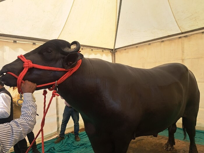 Theo News18, con trâu mang tên Golu-2 nặng 15 tạ trở thành tâm điểm chú ý của mọi người khi là khách mời chính tại Triển lãm Bò sữa và Gia súc Bihar, tại Patna, Ấn Độ. Ảnh: News18