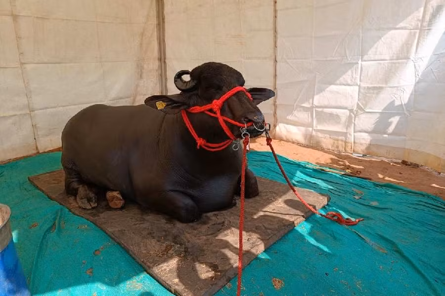 Sinh nhật của chú trâu Golu-2 được tổ chức vào ngày 30/12. Ảnh: Telegraph India