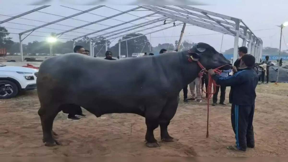 Bên cạnh chế độ ăn uống đầy đủ và thường xuyên xuất hiện tại nhiều sự kiện, Golu-2 còn được hưởng nhiều đặc quyền xa xỉ. Ảnh: Punjab Kesari