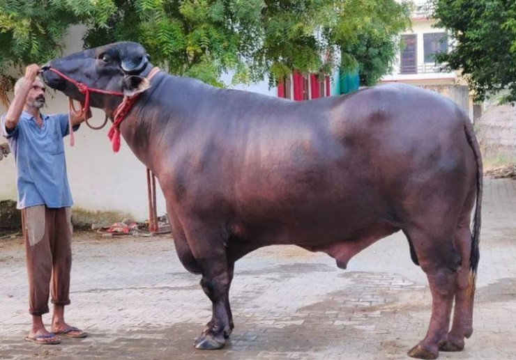 Để duy trì tình trạng khỏe mạnh, con trâu khổng lồ được cung cấp chế độ ăn hàng ngày khoảng 30 kg thức ăn xanh và khô, cùng với 10 kg táo bổ sung. Ảnh: News18