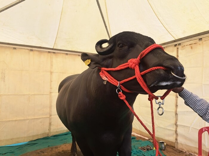 Không chỉ có cân nặng khủng khiếp, chú trâu 6 tuổi này còn trở thành hiện tượng mạng xã hội bởi thu nhập hàng tháng đáng kinh ngạc của nó lên tới 800.000 Rupee (239 triệu đồng). Ảnh: News18