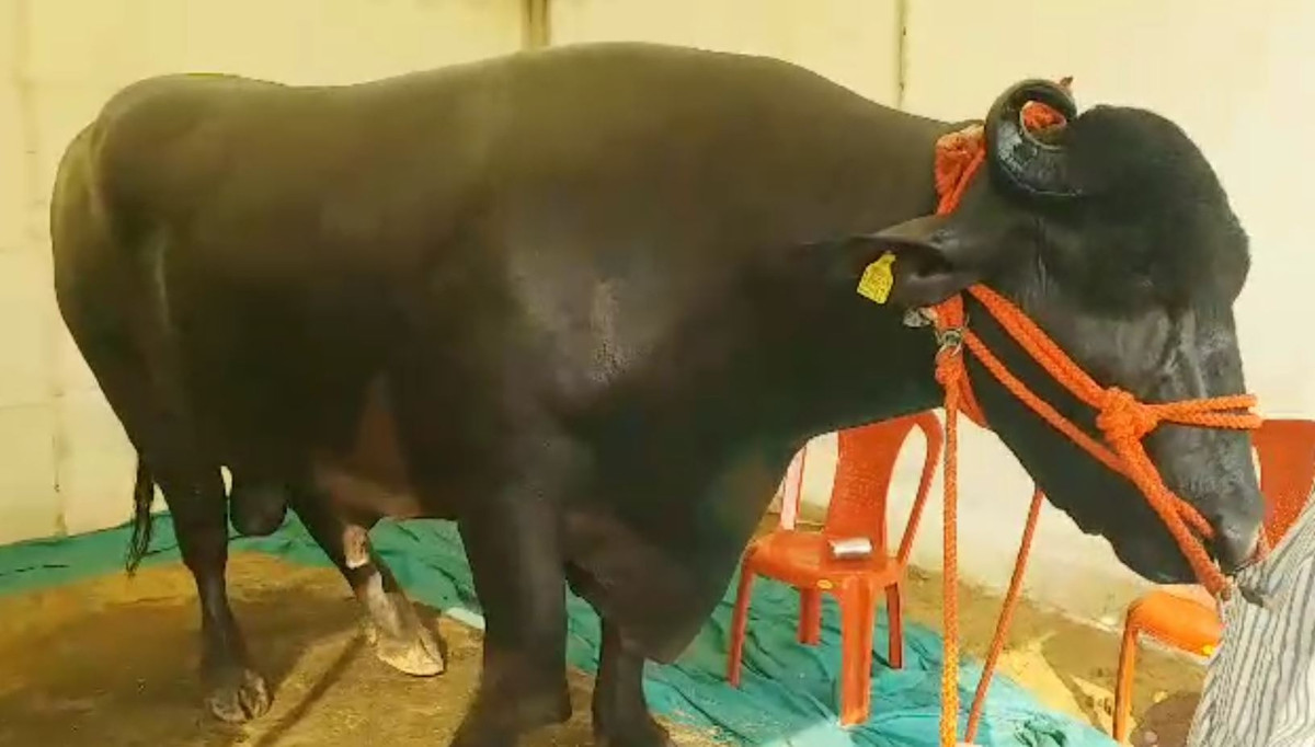 Hàng ngày, Golu-2 được mát-xa bằng khoảng một lít dầu mù tạt, được vào phòng có máy lạnh và cho phép xem tivi 4 giờ mỗi ngày. Ảnh: ETV Bharat