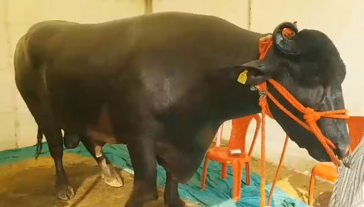 Hàng ngày, Golu-2 được mát-xa bằng khoảng một lít dầu mù tạt, được vào phòng có máy lạnh và cho phép xem tivi 4 giờ mỗi ngày. Ảnh: ETV Bharat