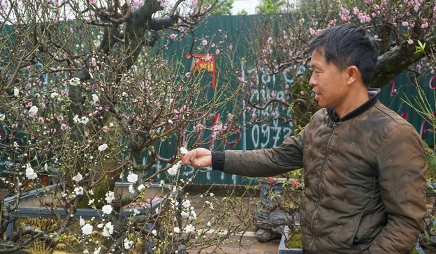 Trung bình, giá bạch đào dao động từ 2 - 8 triệu đồng/cây. Những cây dáng thế đồ sộ, hoa bung nở căng đẹp có giá tới vài chục triệu đồng. Ảnh: Dân Việt