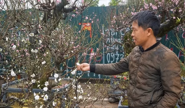 Trung bình, giá bạch đào dao động từ 2 - 8 triệu đồng/cây. Những cây dáng thế đồ sộ, hoa bung nở căng đẹp có giá tới vài chục triệu đồng. Ảnh: Dân Việt
