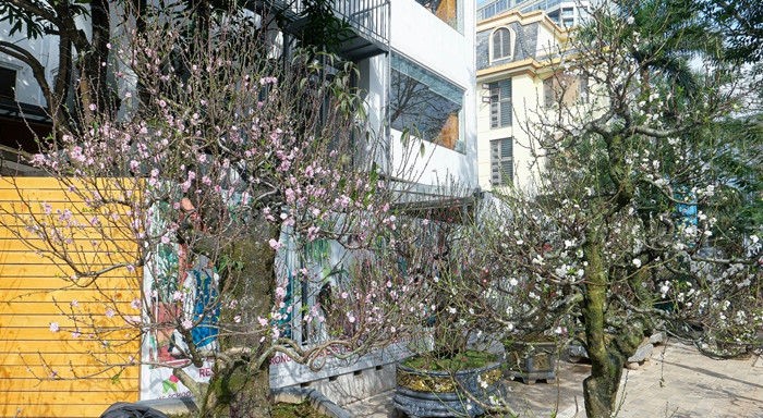 Các công đoạn chăm sóc giống bạch đào rất công phu, từ tuốt lá, khoanh gốc, sửa tán... Tất cả đều đòi hỏi người trồng phải có kinh nghiệm. Ảnh: Dân trí