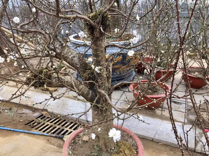 Trong giới sành chơi, bạch đào quý ngang với giống đào thất thốn. Ảnh: Internet