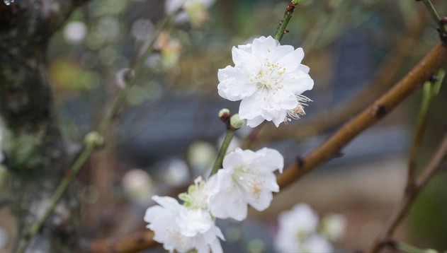 Bạch đào thường dành cho khách hàng kỹ tính, tỉ mỉ bởi phải nhìn thật kỹ mới thấy hết vẻ đẹp của loài hoa này. Ảnh: Dân Việt