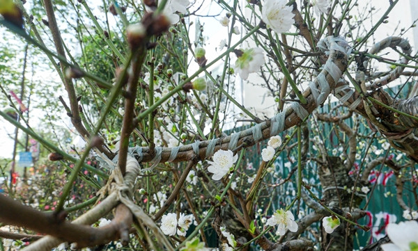 Vài năm gần đây, xu thế chơi đào độc lạ trưng bày dịp Tết Nguyên đán được nhiều khách hàng ưa chuộng. Đặc biệt, nhiều người sẵn sàng chi cả chục triệu để săn bạch đào thế độc. Ảnh: Dân trí