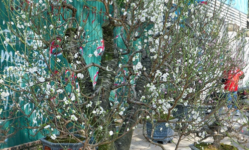 Theo các tiểu thương, vì giống bạch đào quý hiếm nên giá thường đắt gấp 4 - 5 lần đào thường. Ảnh: Dân trí