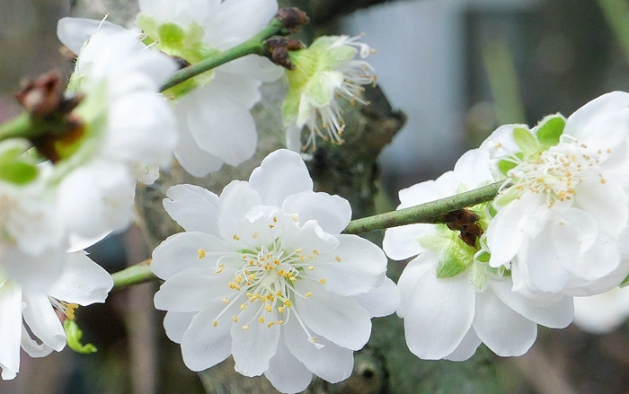 Người trồng phải nắm bắt được cách sinh trưởng của cây. Dựa vào đó, tùy theo thời tiết mà chăm sóc cho hoa nở đúng dịp Tết. Ảnh: Dân trí