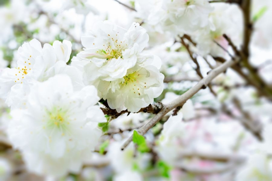 Mỗi bông hoa có tới 25 - 30 cánh, xếp 5 - 6 tầng, nhụy màu vàng thanh tao. Ảnh: Internet