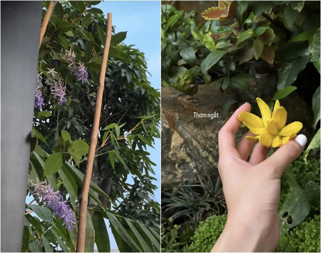 Trên Instagram cá nhân, ca sĩ Phương Ly nhiều lần khoe hoa lá trong vườn nhà.