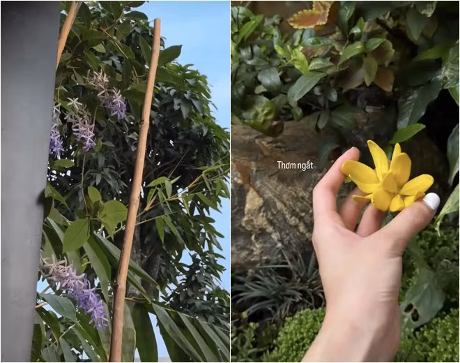 Trên Instagram cá nhân, ca sĩ Phương Ly nhiều lần khoe hoa lá trong vườn nhà.