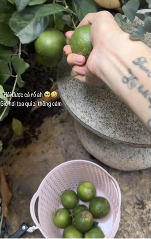 Chanh trong vườn hái được cả rổ.