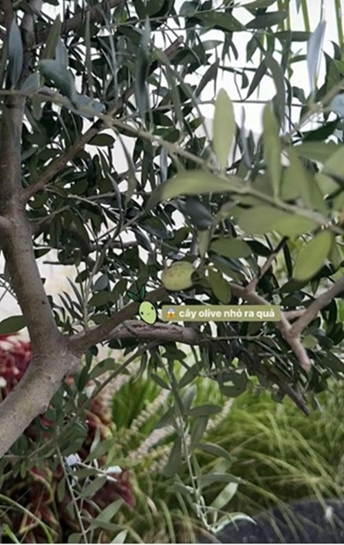 Cây ô liu nhỏ cũng đã cho quả.