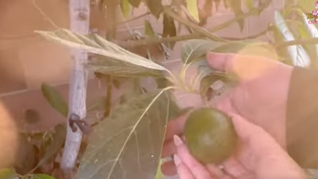 Cây bơ nhỏ xíu nhưng đã cho trái. Nguồn ảnh: chụp màn hình