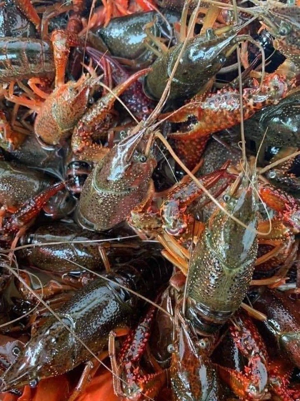 Mua, ban tom hum dat soi dong tren cho mang-Hinh-2