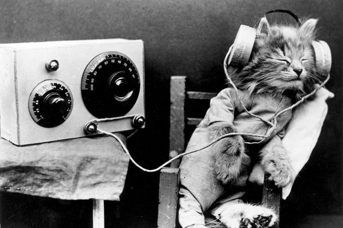 Những năm 1960, CIA triển khai hệ thống giám sát mới đầy tính táo bạo, đó là đặt một chiếc micro nhỏ vào ống tai của mèo và đưa những chú mèo này đi tuần tra gần Liên Xô.