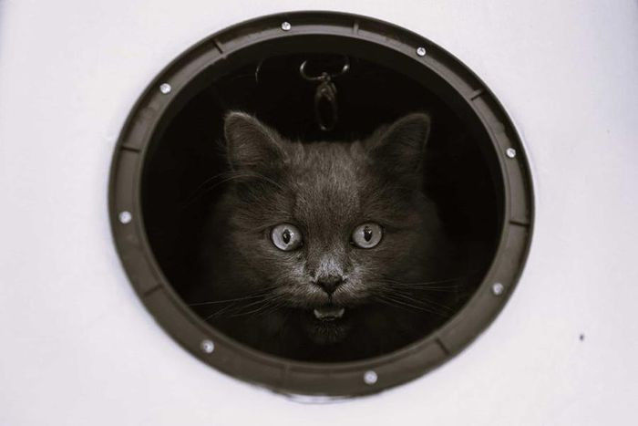 Loài mèo vốn không giỏi tuân theo mệnh lệnh. Sau khi đặc vụ 4 chân đầu tiên gần như ngay lập tức bị một chiếc taxi đâm phải, một số con khác đi lang thang khỏi mục tiêu, dự án đã bị hủy bỏ.