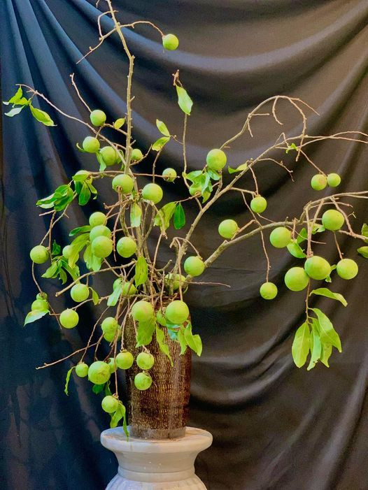 Trên chợ mạng, cành quả thị được rao bán khoảng 50.000 đồng/cành. Một set gồm 2-3 cành thị tươi dài hơn 1 mét, quả xanh, chín lẫn lộn kèm nhiều lộc lá, giá từ 150.00 - 170.000 đồng. Ảnh; FB Bình An