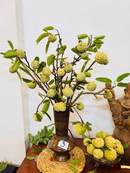 Bên cạnh đó, cành quả na cắm bình đang được hội chị em rầm rộ chia sẻ. Ảnh: FB Sple Nguyet