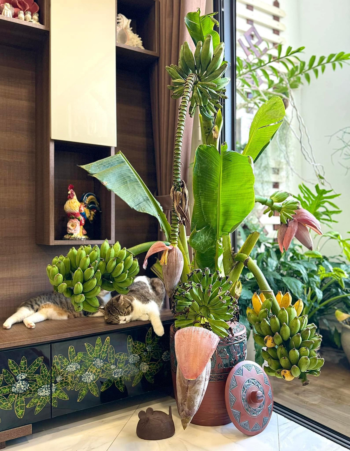 Gần đây, nhiều chị em còn săn lùng chuối buồng về cắm bình, vừa độc lạ, vừa có thể ăn khi chín. Ảnh: FB Nguyễn Bích Thảo