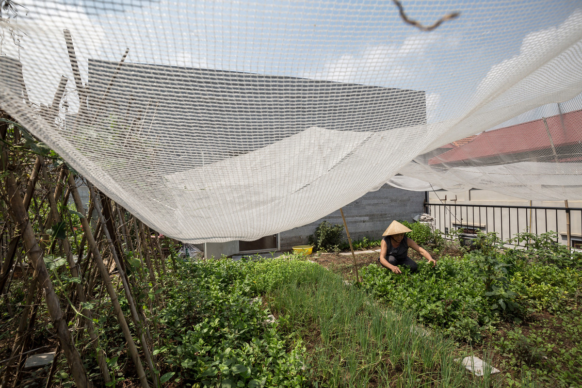 Khu vườn trên mái không chỉ bảo vệ cư dân khỏi ánh nắng trực tiếp, tiếng ồn đường phố và ô nhiễm mà còn cung cấp rau sạch cho gia đình.