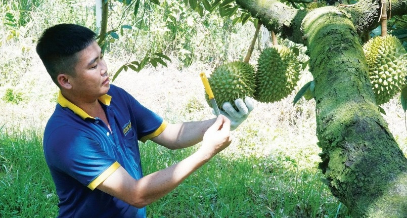 Mỗi trái sầu riêng sẽ cho một âm thanh khác nhau, giúp người thợ đánh giá được độ tuổi và chất lượng quả. Ảnh: Thương hiệusanpham