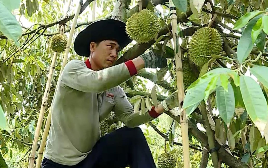 Tuy nhiên, trước khi trở thành thợ gõ sầu riêng tay nghề cao, nhiều người rong ruổi khắp các địa phương trồng sầu riêng và thậm chí phải "trả giá đắt" cho những lần... gõ nhầm. Ảnh: Báo Vĩnh Long