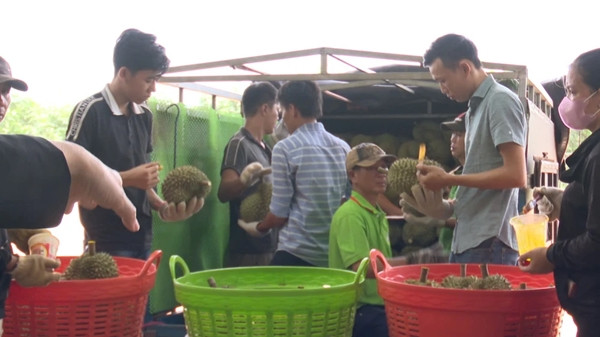 Dù vậy, theo nhiều chủ vựa, việc tìm thợ gõ sầu riêng ở Đắk Lắk rất khó. Bởi, cùng lúc có nhiều kho hàng hoạt động, lượng thợ gõ sầu riêng ở Đắk Lắk không đủ đáp ứng nhu cầu kiểm tra, cắt sầu riêng hằng ngày. Ảnh: Pháp luật TP HCM