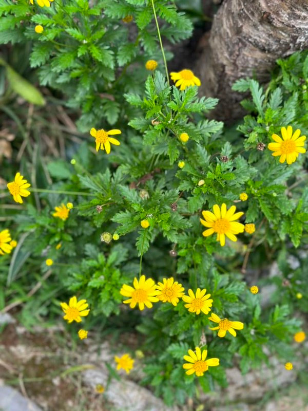 Những khóm hoa tươi rực rỡ cho không gian tràn đầy sức sống.