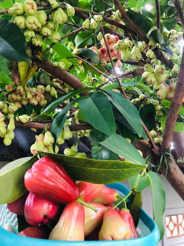 Cây roi cho quả sai trĩu cành trông thích mắt.