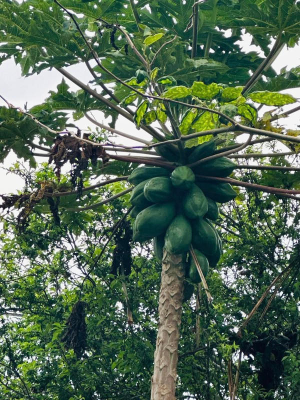 Đu đủ chi chít quả khiến ai nấy đều ước ao.