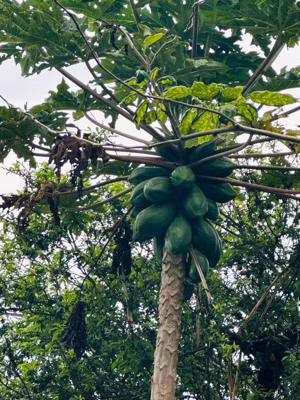 Đu đủ chi chít quả khiến ai nấy đều ước ao.