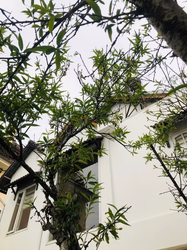 Cây đào thâm niên tốt um.