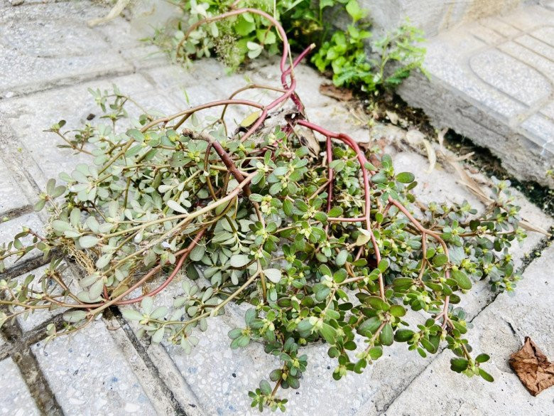 Ở nước ta, rau sam đang dần trở thành mặt hàng chất lượng được nhiều người tiêu dùng theo đuổi lối sống lành mạnh ưa chuộng. Hạt giống rau sam có giá chưa đầy 10.000 đồng/gói, còn cây rau sam khô giá khoảng trên dưới 100.000 đồng/kg. Ảnh: Baophunuthudo