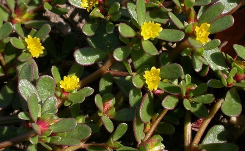 Rau sam được người Trung Quốc ưa chuộng và gọi là "rau trường thọ". Ảnh: Internet