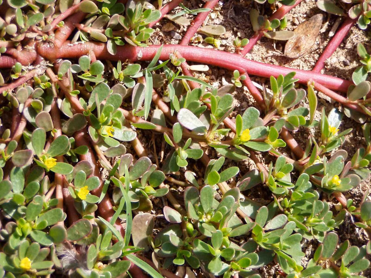 Nhưng ít ai biết, loại rau mọc hoang ở Việt Nam này lại là đặc sản có thể "hái ra tiền" tại Trung Quốc. Ảnh: Vietnamnet