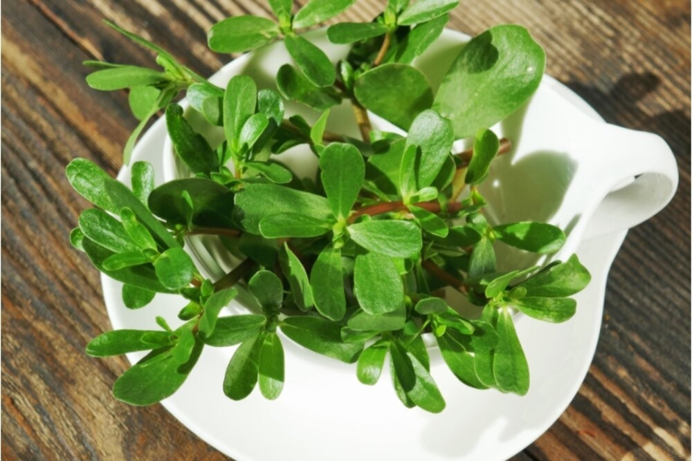 Tại Châu Âu, rau sam khá phổ biến khi người Hà Lan sử dụng làm dưa chua, người Pháp cũng chế biến rất nhiều món đặc biệt như rau sam trộn dầu giấm... Ảnh: Leep